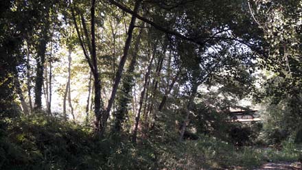 Tram de bosc de ribera amb verneda, hàbitat a potenciar. Juliol 2019