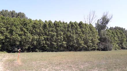 Tram de bosc ocupat per  plantació de plàtan. Juliol 2019