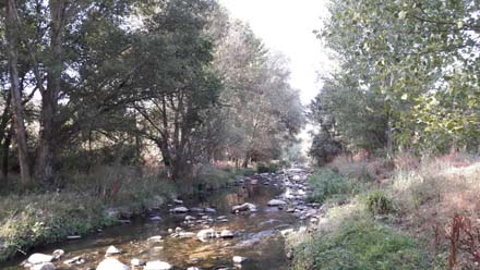 Estat inicial del bosc de ribera en galeria en bon estat de conservació. Juliol 2019