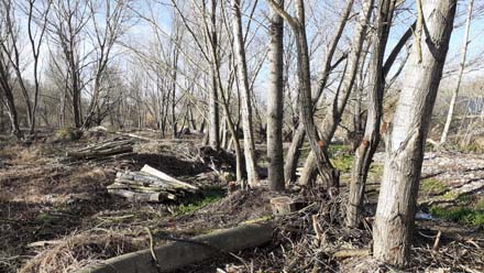 Aclarida de millora en salzeda per disminuir la competència i afavorir els millors arbres. Febrer 2021