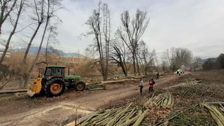 Tallada de plataneda respectant els verns. Febrer 2021