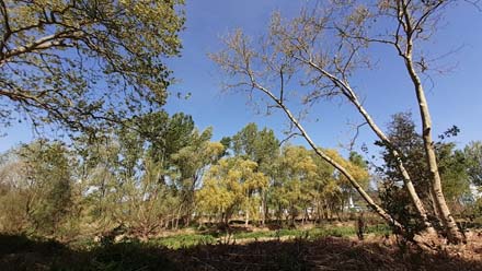 Aspecte del bosc de ribera un cop aclarit. Abril 2021