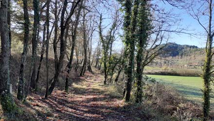 Treballs de millora forestal en el camí ramader amb objectius paisatgístics. Desembre 2020