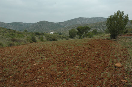 Recuperació de conreus al Garraf. Febrer 2008