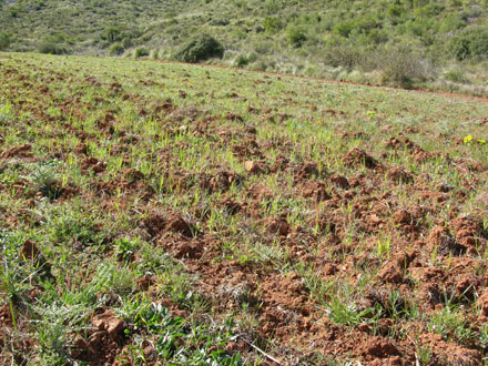 Fase de germinació en camps recuperats. Març 2008