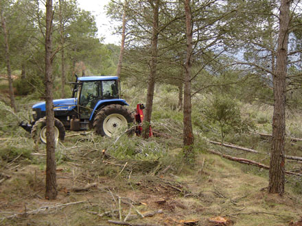 Fase de desembosc en la creació d’espais adevesats. Març 2008