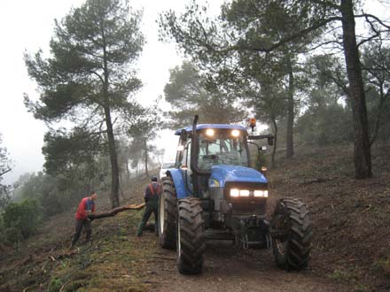 Desembosc de fusta d'alzina amb tractor forestal. Març 2007