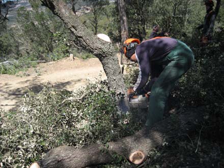 Operari forestal realitzant l’aclarida. Març 2007