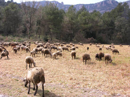 Ramat d’ovelles com a eina per mantenir els espais oberts. Novembre 2007