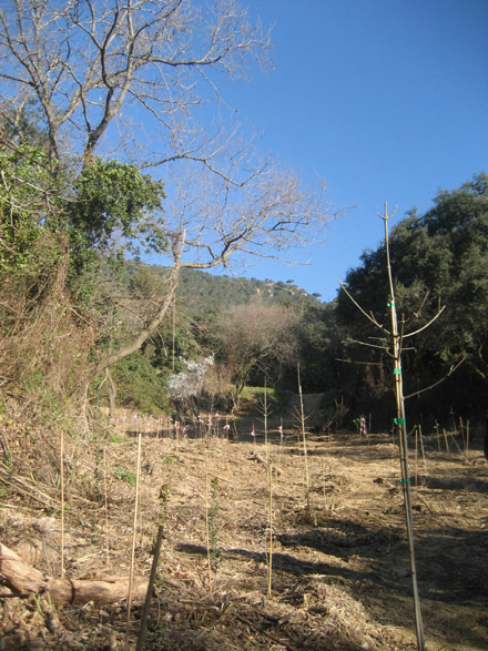 Zona d’actuació de la recuperació vegetal al Torrent de Cabrera de Mar. Febrer 2009