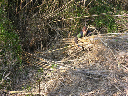 Eliminació de canya manual en zones inaccessibles a la Riera de la Font de l’Alba (Tiana). Febrer 2009