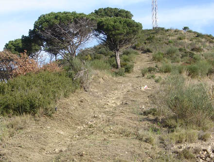 Tractament de la vegetació en trams de GR. Gener 2008