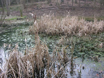 Bogassar, comunitat de zones humides. Febrer 2007