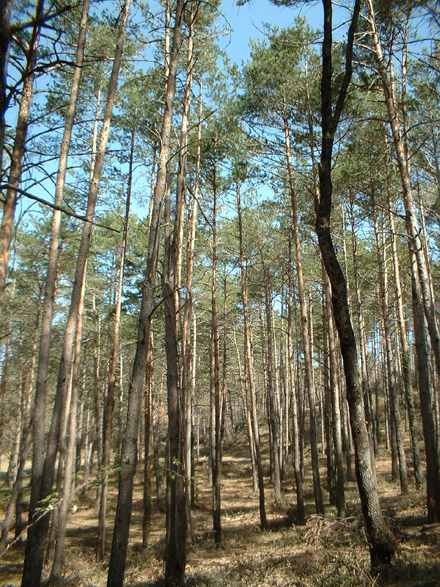 Tala sanitària en pineda de pi roig. Maig 2007