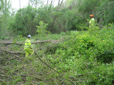 Realització d’aclarida selectiva eliminant acàcia i potenciant el bosc de ribera amb espècies riberenques pròpies. Abril 2008.