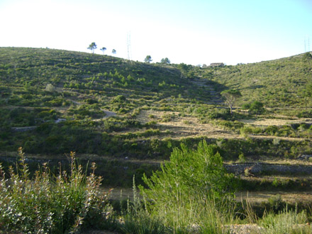 Recuperació de conreus en antigues feixes aterrassades en zones de torrents. Març 2009