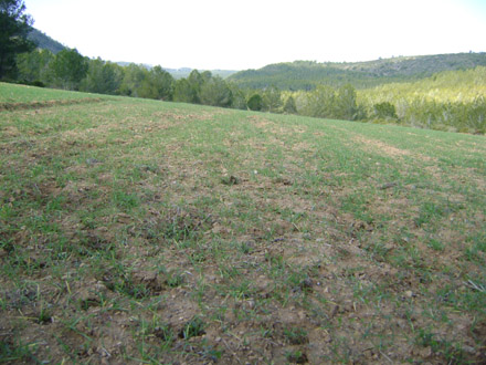 Conreu sembrat i inici de la germinació. Març 2009