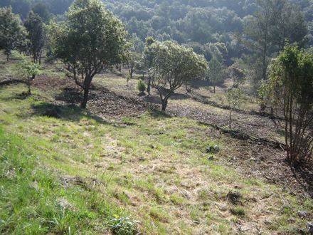 Germinació de l’estrat herbaci en noves zones d’espais oberts. Juny 2008.