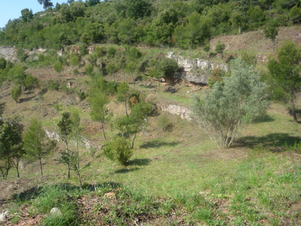 Creació de zones adevesades en antigues feixes invadides per la vegetació silvestre.. Setembre 2008