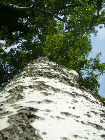 Escorça típica de l’àlber. Maig 2009