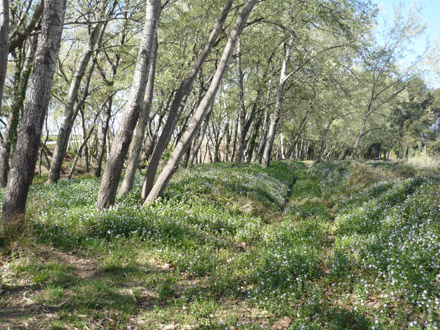 L’albereda forma un bosc de ribera típic mediterrani. Març 2009