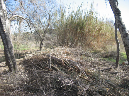 Treballs d’eliminació de canya per afavorir la vegetació autòctona. Març 2009