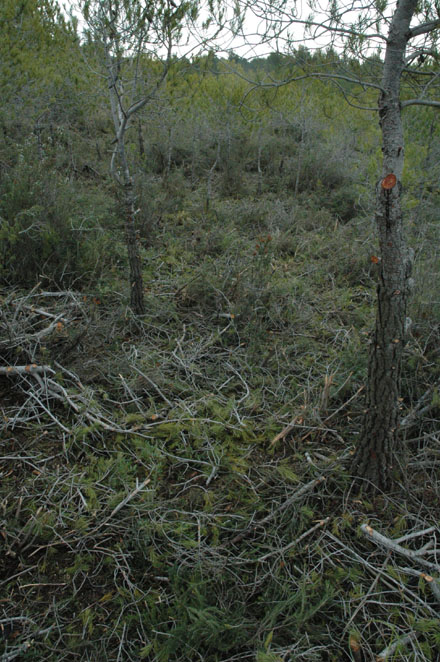 Eliminació de restes de tallada en zones aclarides. Març 2008