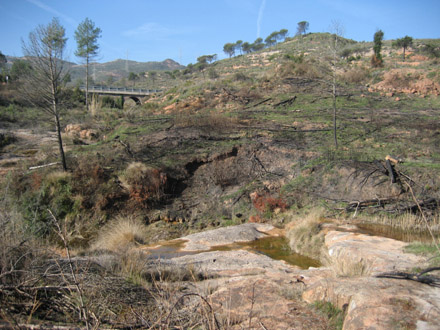 Zona afectada per incendi entre el riu Ripoll i el Galí. Juny 2008