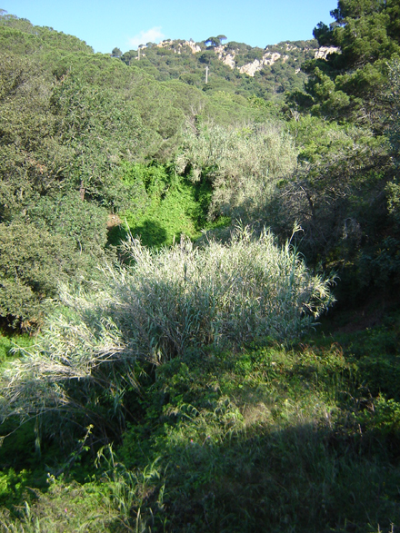 Zones amb canya a la riera de Cabrera de Mar. Juny 2008
