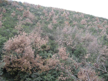 Zona cremada amb bona regeneració natural de roure i alzina. Gener 2008