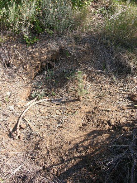 Plançó d’una saba plantat en clot realitzat amb maquinària. Gener 2008