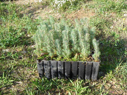 Plançons de pi blanc d'1 saba utilitzats en la reposició de marres. Novembre 2007