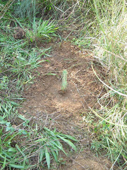 Plançó de pi d’1 saba plantat a la zona de Montcada i Reixac. Novembre 2007