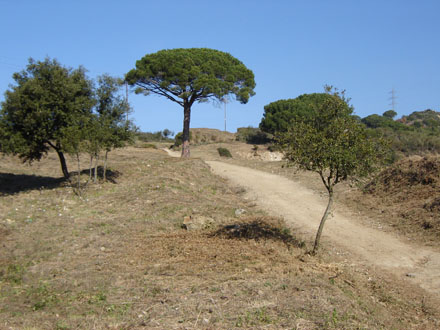 Manteniment de la franja de la pista de la Vallançana. Febrer 2008