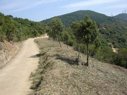 Franja de prevenció d’incendis de 10 m d’amplada. Gener 2008