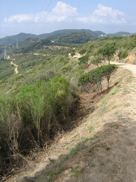 Realització de la secció de servei en pista de la xarxa viària bàsica. Juny 2008