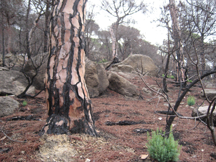 Pineda de pi pinyoner afectada parcialment per l'incendi. Agost 2007