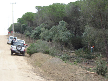 Primera fase del treball: tala d'arbres de pi pinyoner. Octubre 2007