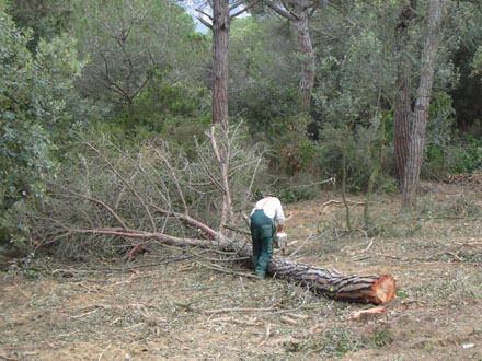 Segona fase del treball: desbrancat dels arbres tallats. Octubre 2007