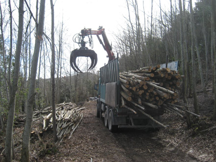 Transport de les barres de castanyer del bosc fins a serradora, on es realitzarà el seu processat per a puntals o pals.