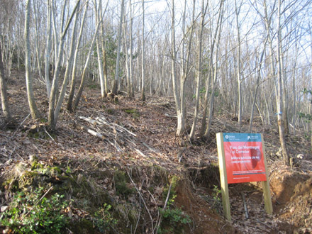 Perxada de castanyer després de l’aclarida de millora a la zona del Montnegre. Febrer 2009