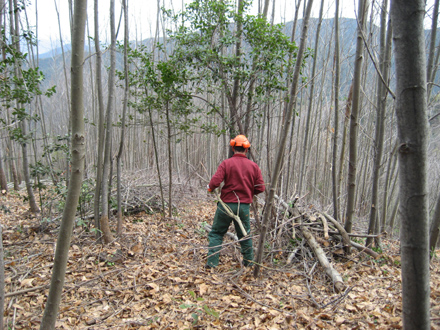 Operari forestal en tasques de recollida de restes. Març 2009