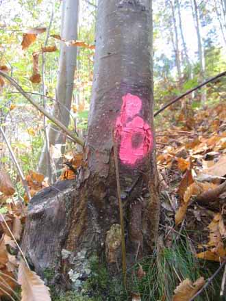 Marcatge dels xancres detectats un cop aplicat el tractament pel seu futur seguiment i evolució. Novembre 2009