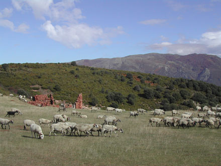 Ramat a les pastures del Pla de la Calma. Març 2008