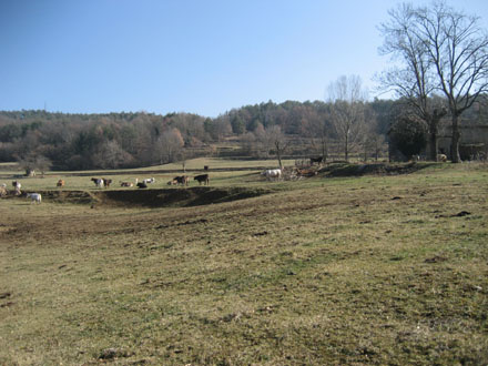 Recuperació de pastures i espais oberts. Febrer 2008