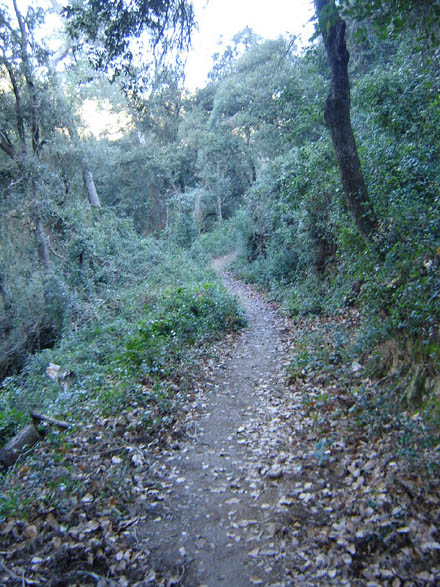 Camí d’accés a la font d’en Canet. Gener 2008