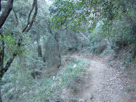 Camí d’accés a la font d’en Canet. Gener 2008