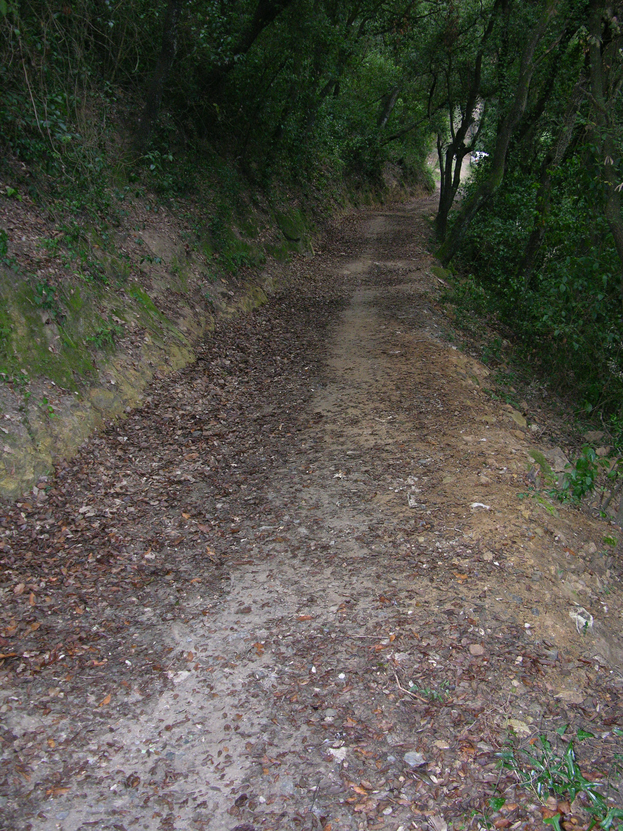 Millora del camí d’accés a la font del Canet. Novembre 2008