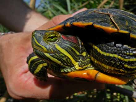 Exemplar de tortuga de Florida (Trachemys scripta subsp. elegans), espècie exòtica invasora, retirat del medi natural. Novembre 2009