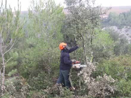 Treballs de millora en regenerat. Poda d’alzina enmig de la zona de regenerat de pi blanc. Desembre 2009